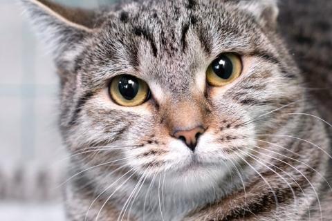 В дар кошку. Полосатая кошечка Марфуша в добрые руки. Фото1