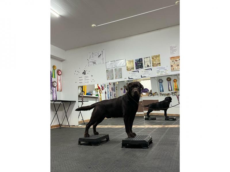 Вязка собак