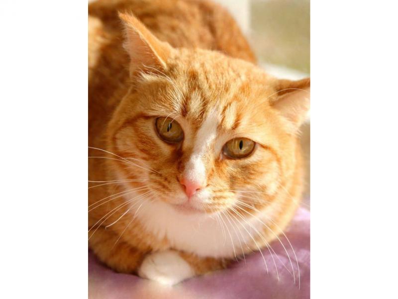 В дар кошку