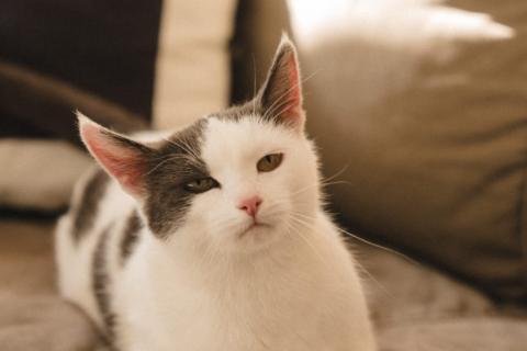 В дар кошку. Арища замечательная кошечка и ей нужен дом!. Фото1