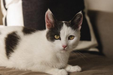 В дар кошку. Арища замечательная кошечка и ей нужен дом!. Фото2