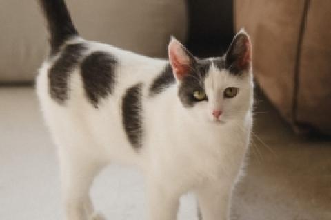 В дар кошку. Арища замечательная кошечка и ей нужен дом!. Фото3