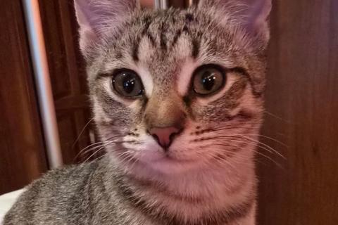 В дар кошку. Полосатый ласковый котёнок Марфушка в дар. Фото1