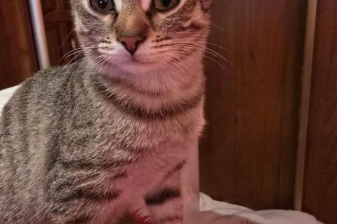 В дар кошку. Полосатый ласковый котёнок Марфушка в дар. Фото2