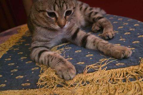 В дар кошку. Полосатый ласковый котёнок Марфушка в дар. Фото3