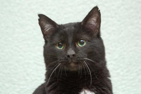 В дар кошку. Благородный рыцарь Рамзес — черный кот в дар. Фото1