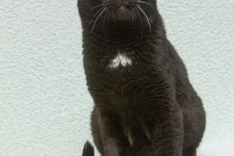 В дар кошку. Благородный рыцарь Рамзес — черный кот в дар. Фото4