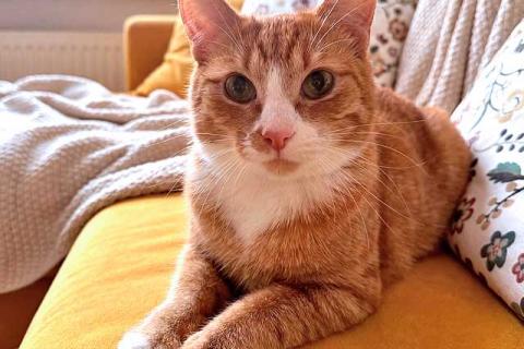 В дар кошку. Маленькая дачная сирота ищет дом и человека. Фото3