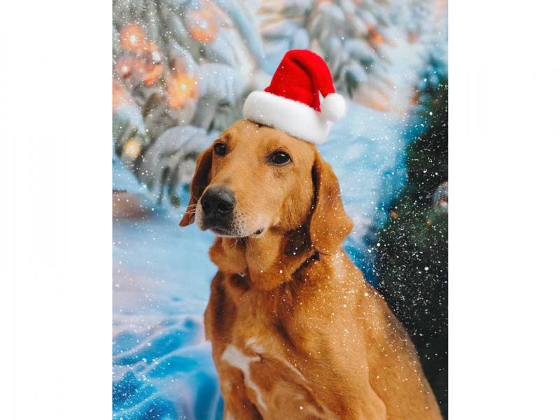 В дар собаку