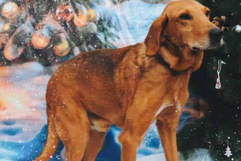 В дар собаку. Молодой песик Рыжулик, метис гончей ищет дом. Фото3