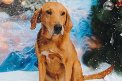 В дар собаку. Молодой песик Рыжулик, метис гончей ищет дом. Фото4