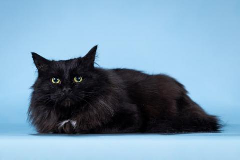 В дар кошку. Пушистый чёрный кот Чарли в добрые руки. Фото4