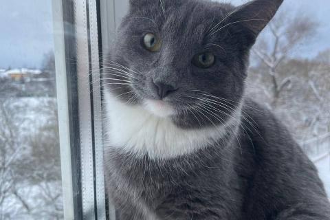 В дар кошку. Ласковый красавец молодой котик Митя ищет семью!. Фото1