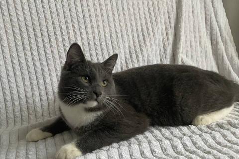 В дар кошку. Ласковый красавец молодой котик Митя ищет семью!. Фото2