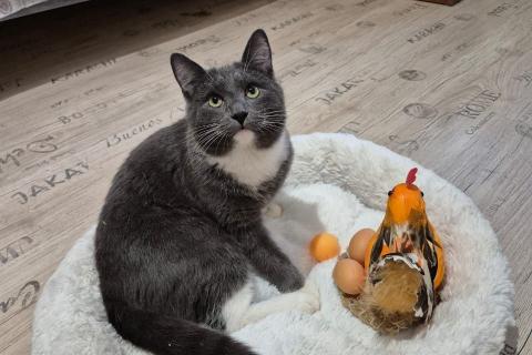 В дар кошку. Ласковый красавец молодой котик Митя ищет семью!. Фото3