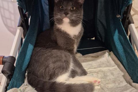 В дар кошку. Ласковый красавец молодой котик Митя ищет семью!. Фото4