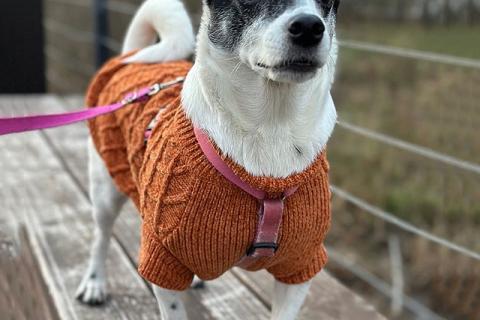 В дар собаку. Небольшая домашняя собачка Вега, метис Джек Рассела ищет дом. Фото1