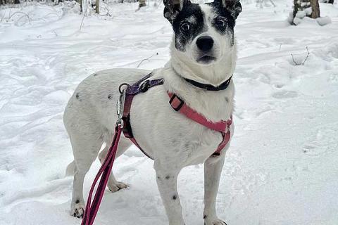 В дар собаку. Небольшая домашняя собачка Вега, метис Джек Рассела ищет дом. Фото2