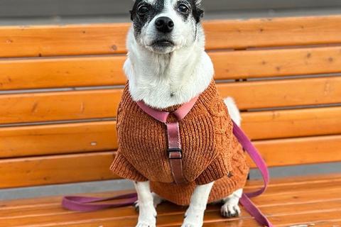 В дар собаку. Небольшая домашняя собачка Вега, метис Джек Рассела ищет дом. Фото3