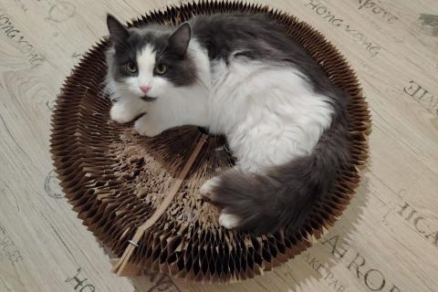 В дар кошку. Шикарный пушистый котик Мотя ищет дом!. Фото1