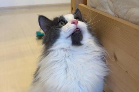 В дар кошку. Шикарный пушистый котик Мотя ищет дом!. Фото4