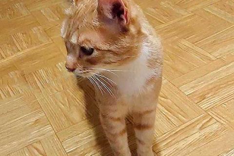 В дар собаку. Котик-подросток Василий ищет дом . Фото1