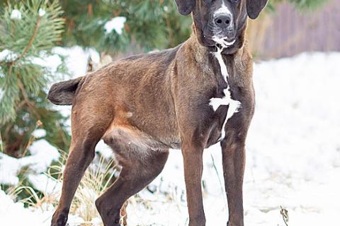 В дар собаку. Красавица Лада, молодая добрая семейная собака ищет дом. Фото1