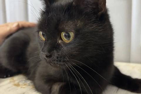 В дар кошку. Варечка. Фото1