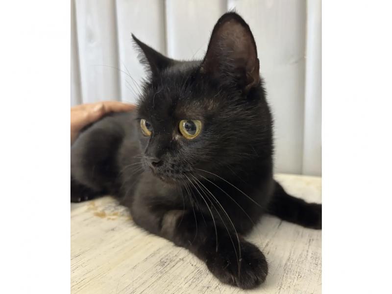 В дар кошку