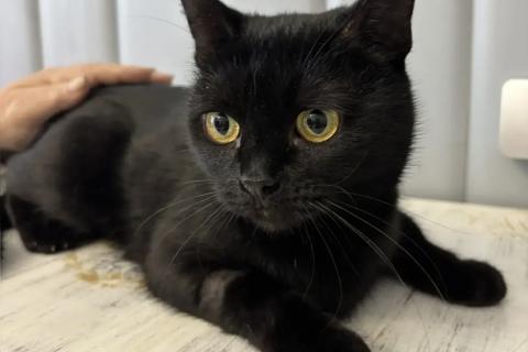 В дар кошку. Варечка. Фото2