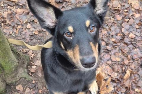 В дар собаку. Ищем дом для ласковой домашней собачки Альфы. Фото1