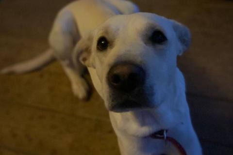 В дар собаку. Белый обтянутый кожей скелет Бемби. Фото3