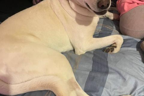 В дар собаку. Белый обтянутый кожей скелет Бемби. Фото4