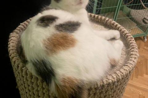 В дар кошку. Умнейшая трехцветная кошечка Женечка в добрые руки. Фото2