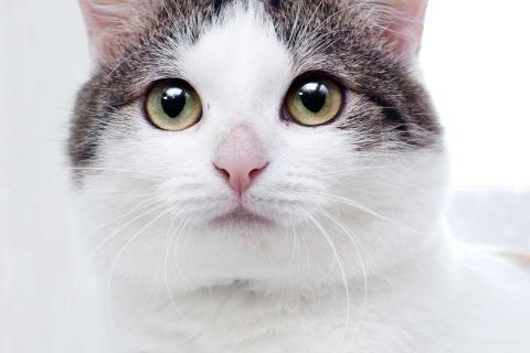 В дар кошку. Умнейшая трехцветная кошечка Женечка в добрые руки. Фото4