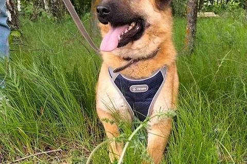 В дар собаку. Некрупный солнечный пес Айк ищет дом. Фото1