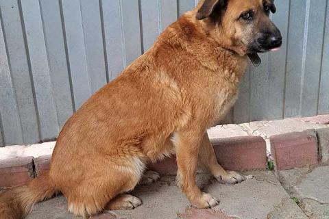 В дар собаку. Некрупный солнечный пес Айк ищет дом. Фото4