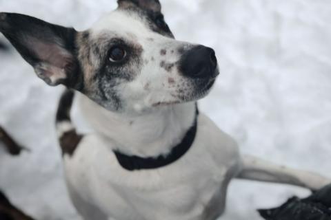 В дар собаку. Спасите Бэль от приюта!. Фото1