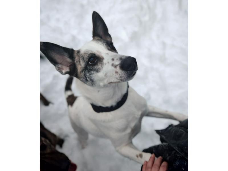 В дар собаку