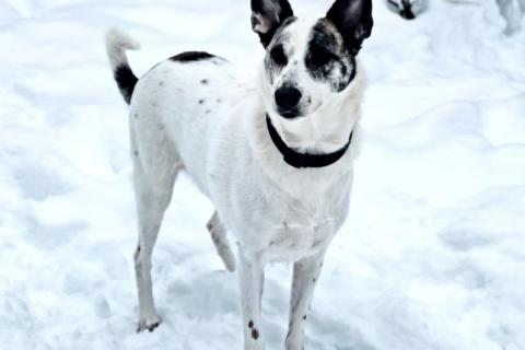 В дар собаку. Спасите Бэль от приюта!. Фото2