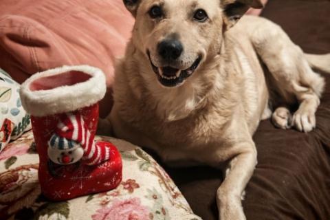 В дар собаку. Лапус самый человекоорентированный пёс!. Фото1