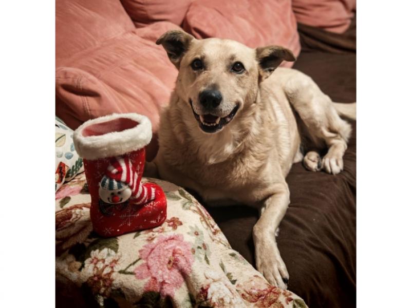 В дар собаку