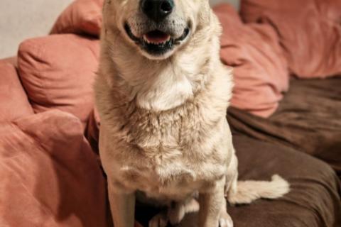 В дар собаку. Лапус самый человекоорентированный пёс!. Фото2