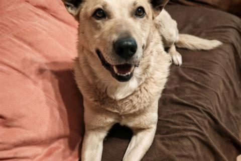 В дар собаку. Лапус самый человекоорентированный пёс!. Фото3