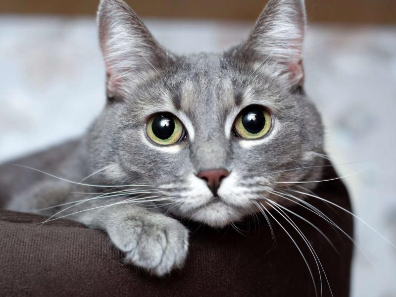 В дар кошку