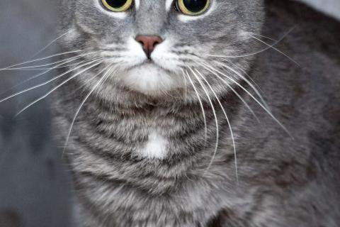 В дар кошку. Голубая кошка Мася в добрые руки. Фото2