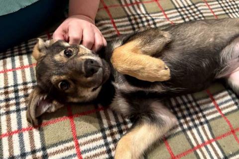 В дар собаку. Веселый, ласковый щенок Мартин ищет дом. Фото4