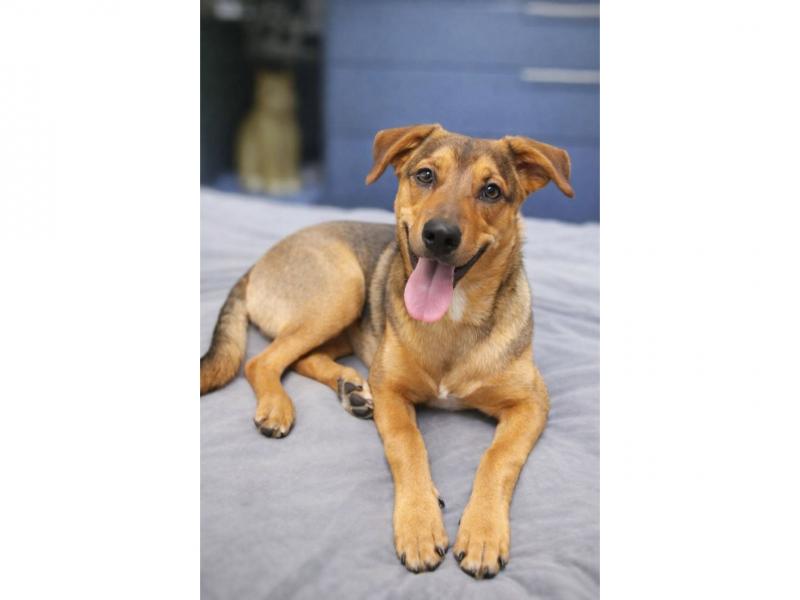 В дар собаку