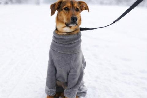 В дар собаку. Чудесный 5 мес щенок Ричи ищет семью!. Фото3