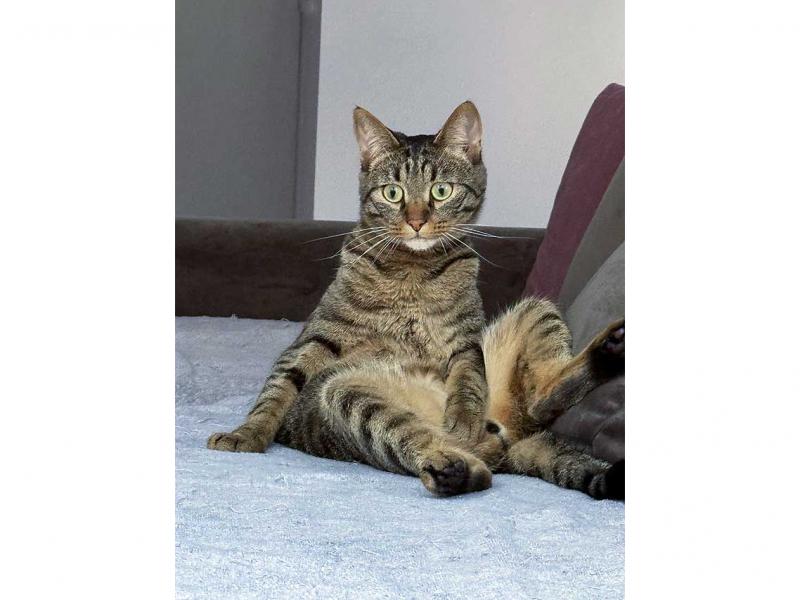 В дар кошку